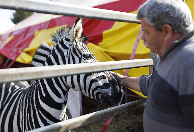 České publikum je nejnáročnější, v zahraničí stačí méně, líčí šéf slavného cirkusu