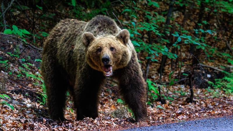 Medvěd je zpět v Česku: V Beskydech vyhnal z lesa turisty. Na místě se má běžet ultramaraton